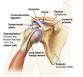 Shoulder Anatomy Diagram